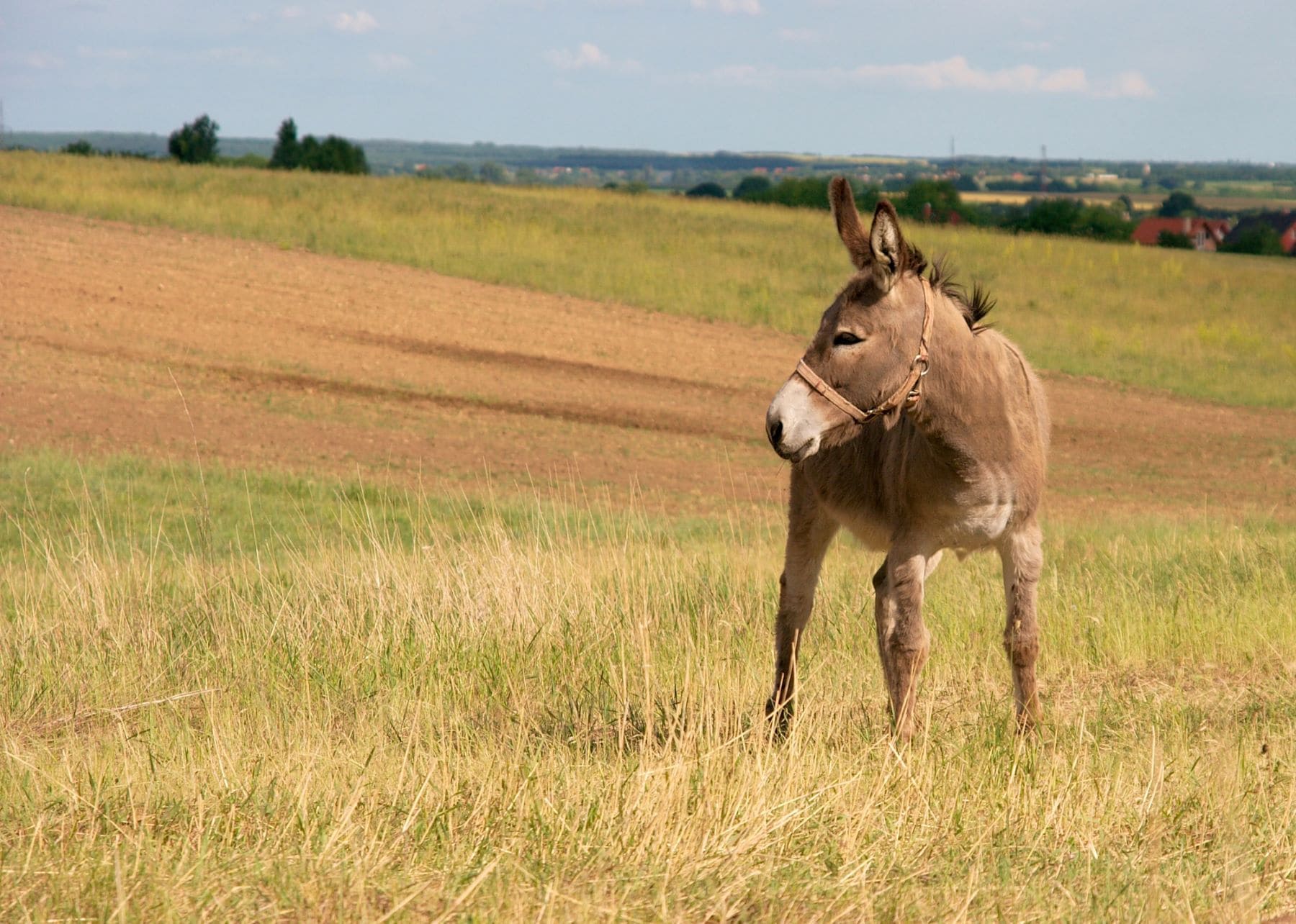 detenido-un-hombre-como-supuesto-autor-de-la-muerte-de-un-burro-en-canamero-caceres