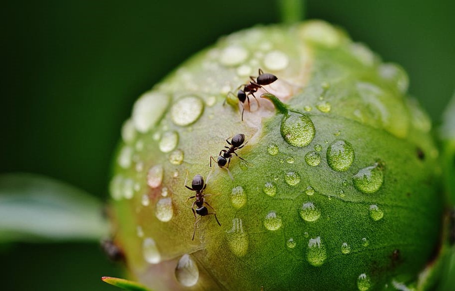 Las hormigas resuelven colectivamente retos para superar obstáculos