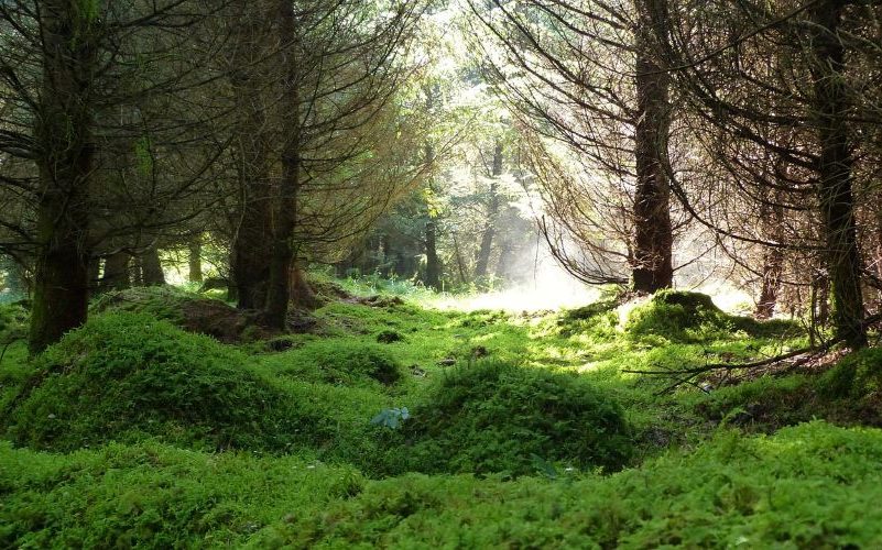 ¿Qué es ecología y qué es ecologismo?