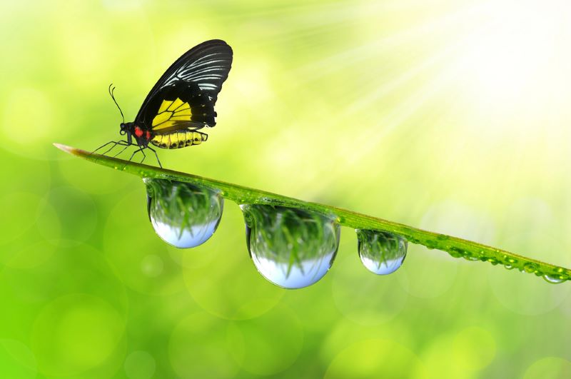 Una revolución de derechos para la naturaleza