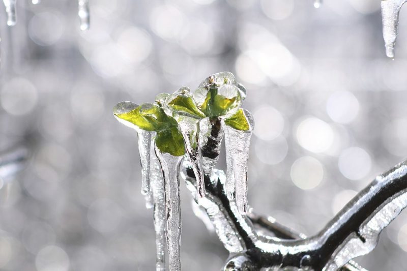 Cómo regar mis plantas