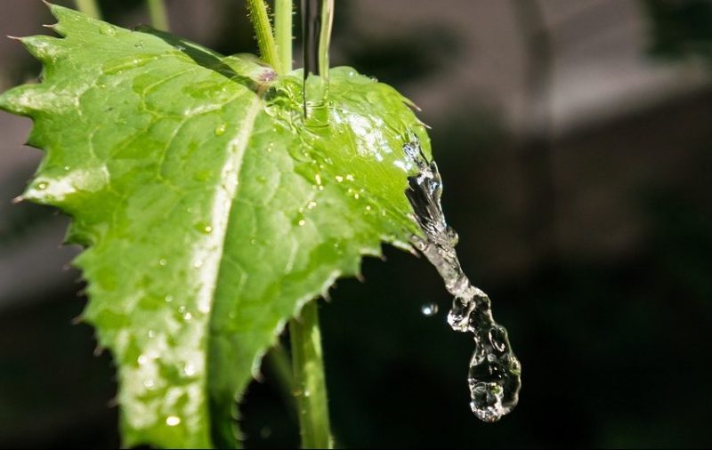 Cómo regar mis plantas