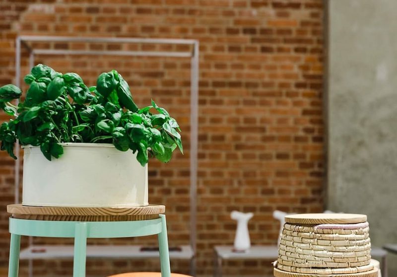 Siete plantas medicinales que puedes cultivar en casa