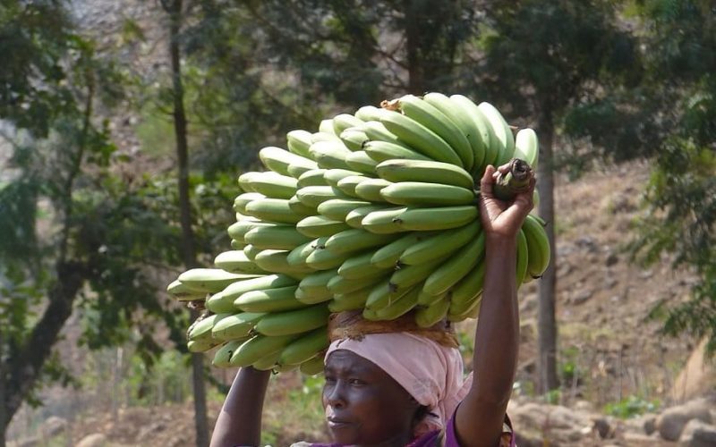 El Medio ambiente y los derechos de los pueblos indígenas