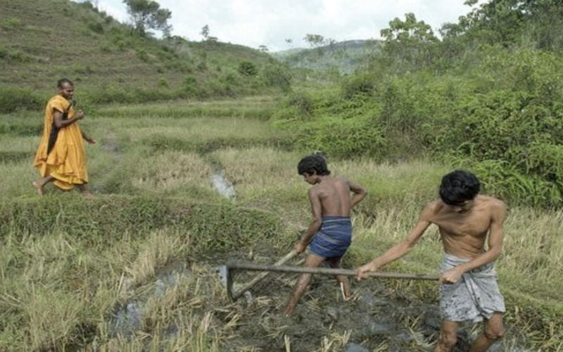 ¿Qué pasa en Sri Lanka con los alimentos ecológicos?