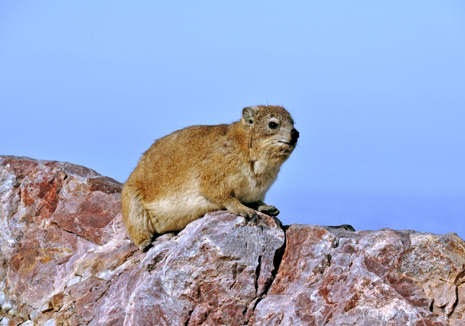 Qué son los hyraxes de los árboles que viven entre los ríos Volta y Níger
