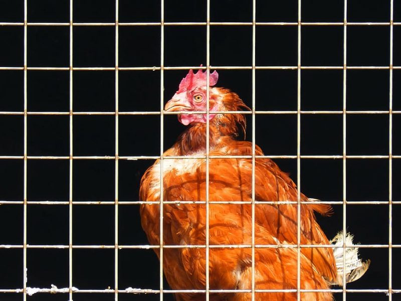 Adios a los huevos de jaula daneses