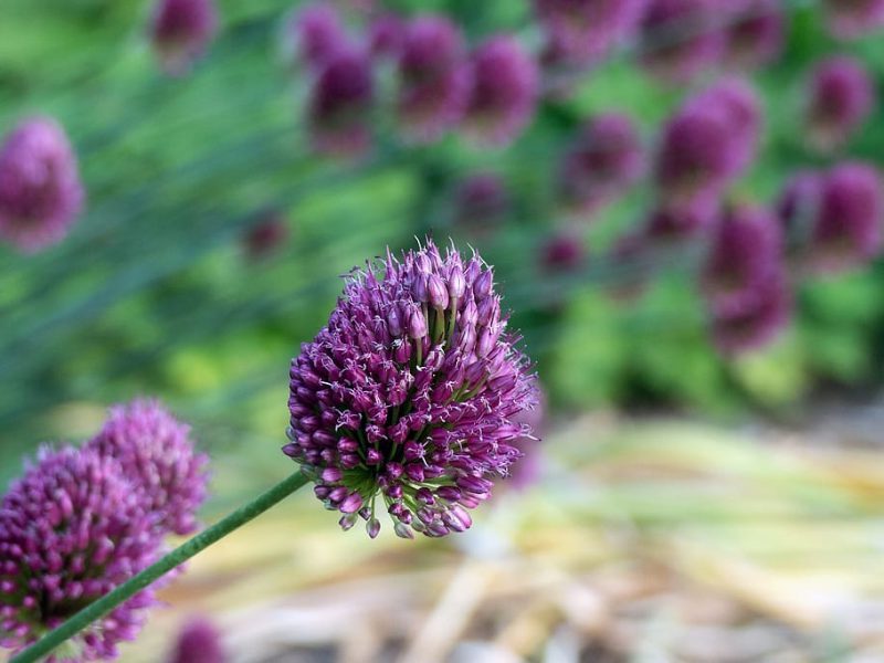Alliums ecológicos son más nutritivos