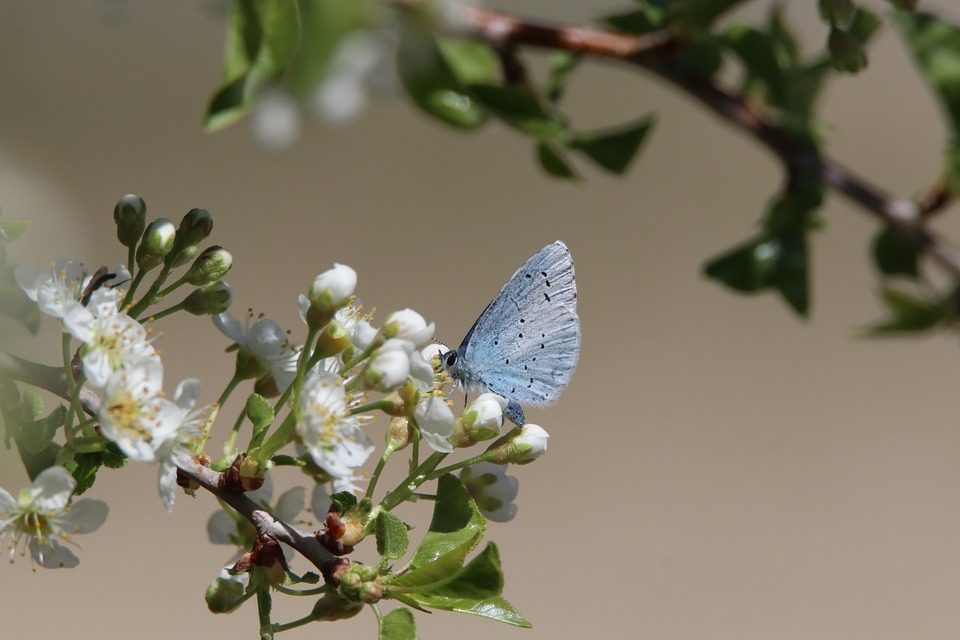Importancia de la biodiversidad
