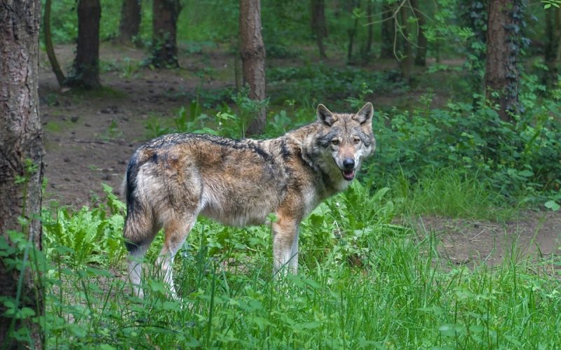 Protección de la UE al lobo retrocede