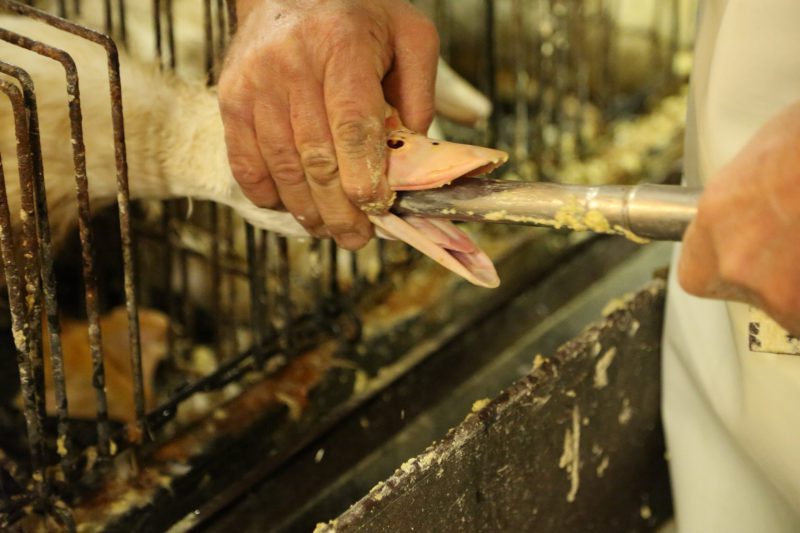 Foie gras: sufrimiento por paté
