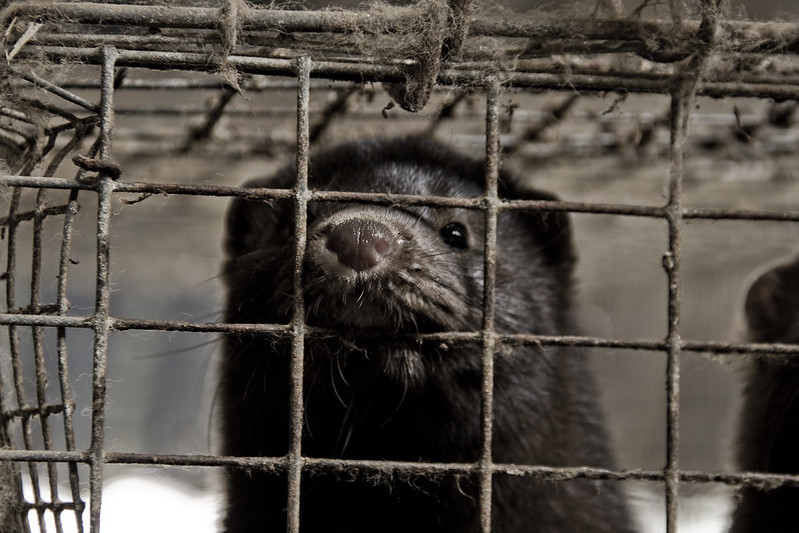 Riesgo de zoonosis en granjas peleteras