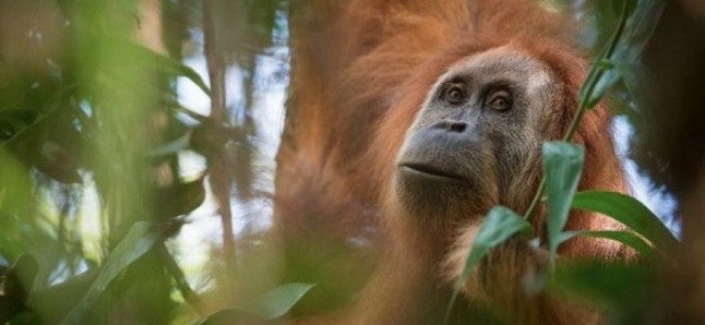 Nuevas piezas del puzle genético de los grandes simios