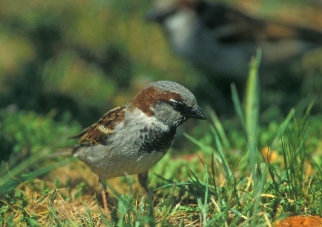 Pon un gorrión en tu vida
