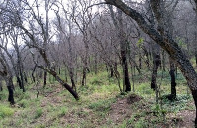Catalunya. La campaña del corcho se ve gravemente perjudicada por la plaga de una oruga