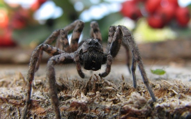 El calor altera las interacciones depredador-presa en el Ártico