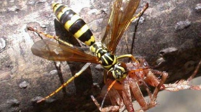 Una avispa que convierte arañas en drones zombies a sus órdenes
