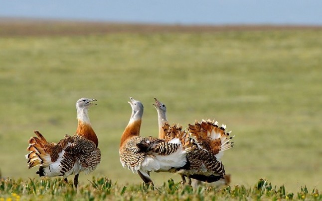 El mayor tamaño de los machos de avutarda afecta a la supervivencia de sus hermanas