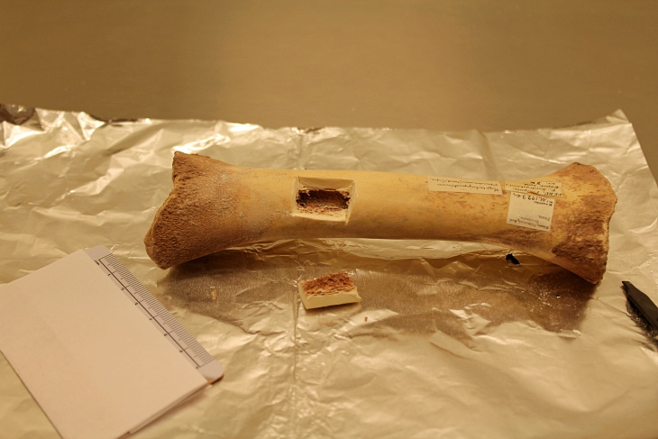 Fue el cambio climático o el humano Lo que nos recuerda la extinción de los caballos prehistóricos de Chile y Sudamérica