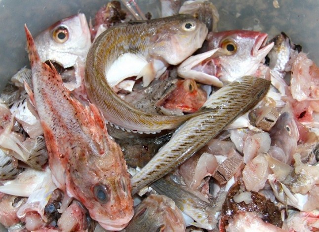 Innovadora bandeja biodegradable para productos de pescadería