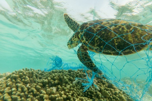 Una cárcel de plástico para los animales marinos