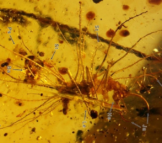 Insectos ya se mimetizaban con las plantas hace 100 millones de años