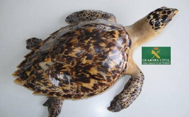 Un palurdo intentaba vender por Internet una tortuga carey y un primate desnaturalizados