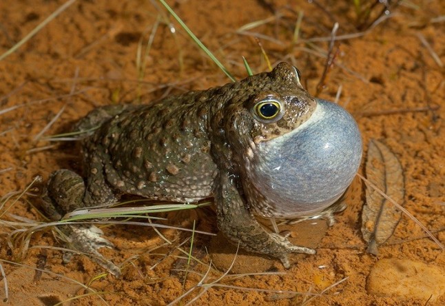 Ecologistas critica la regresión del sapo de espuelas en Málaga por la destrucción de sus hábitats de reproducción