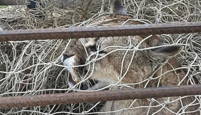 Buenos Aires: Rescatan a un puma que estaba en un árbol en la localidad de Maipú