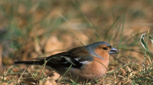 Equo exige reformas legislativas para prohibir el silvestrismo en España