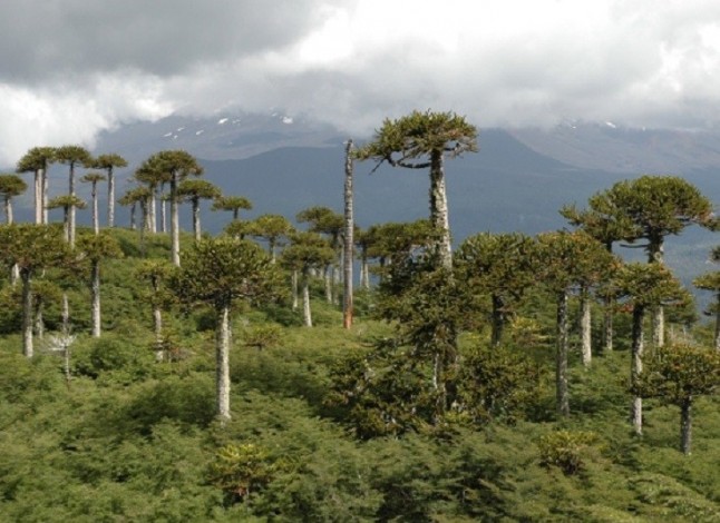 Los bosques sudamericanos de araucaria fueron obra ancestral humana