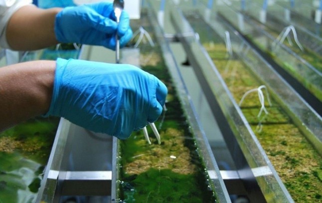 Innovación para eliminar contaminantes emergentes