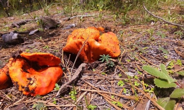 Crean productos nutritivos con hongos comestibles