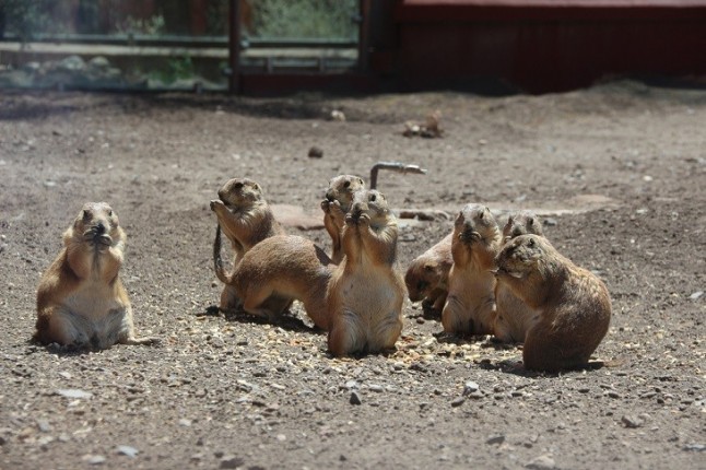 Perrito de las praderas