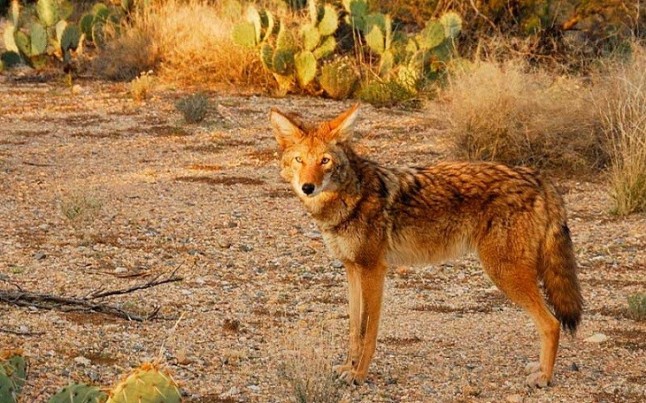 Cómo los coyotes se adueñaron de América del Norte