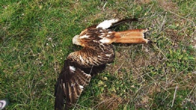 Otro simpático arrestado en Lagartera por envenenar a tres ejemplares de milano real y tres zorros