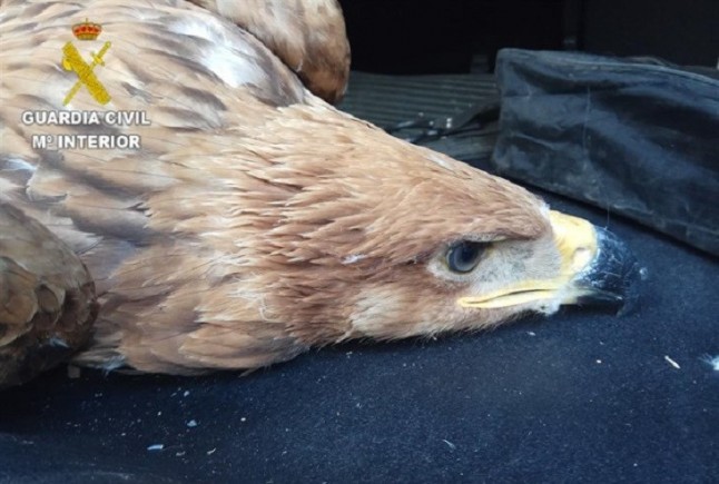 La Guardia Civil halla una cría de Águila Imperial Ibérica en Villarrubia de los Ojos