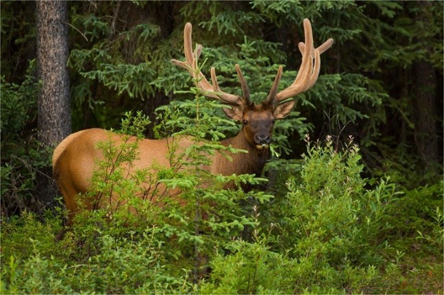 Un modelo de IA revoluciona la clasificación de imágenes de animales