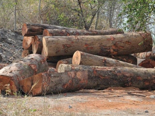 España importará madera legal desde Indonesia