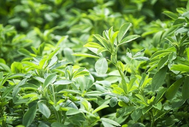 Riego por goteo subterráneo en cultivos de alfalfa: más producción con menos agua