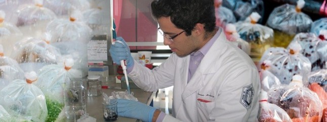 Material biodegradable para sustituir bolsas de plástico