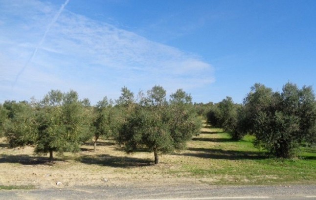 La Junta de Andalucía realiza un nuevo pago de tres millones de euros en ayudas agroambientales a 2.167 beneficiarios