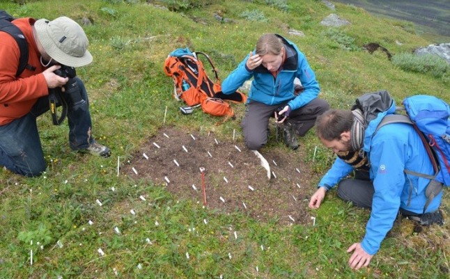 Plantas invasoras resistentes a los ambientes fríos: estudio realizado en Chile y Suecia es premiado en Estados Unidos