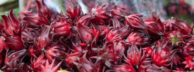 Crean desinfectante hospitalario con flor de jamaica