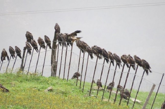 Un estudio de fundacion migres confirma que los milanos también surfean las olas de aire para tomar altura y cruzar el estrecho