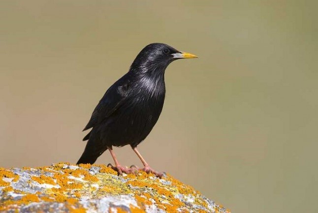 Las hierbas aromáticas mejoran cualidades de cría en los estorninos