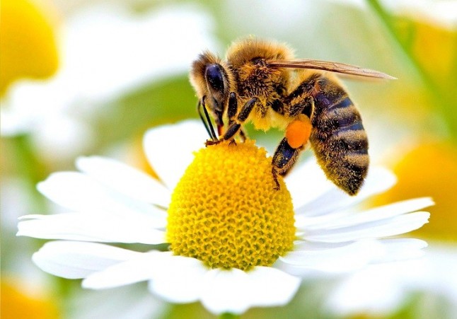 Euskadi se moviliza para salvar a las abejas de la extinción
