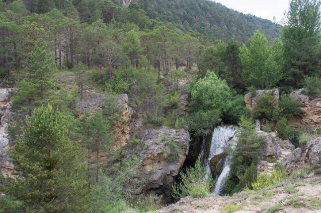 España defiende en el Comité Forestal de la FAO una particular atención de nuestro sector y ecosistemas forestales