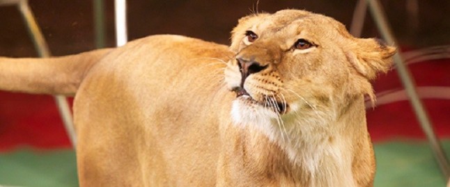 Extremadura prohíbe los circos con animales salvajes