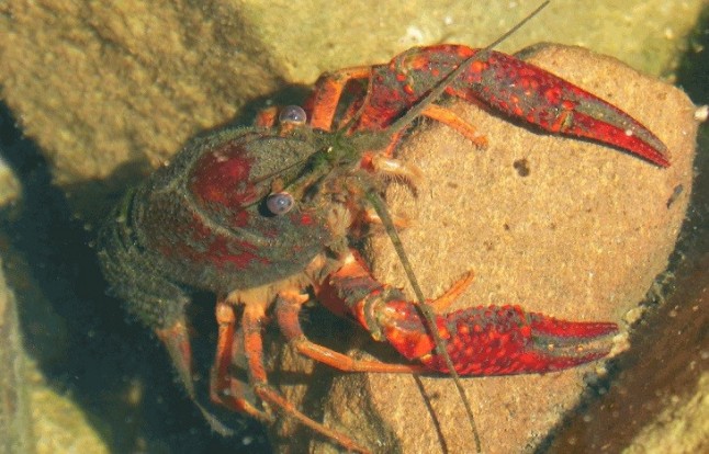 Una aberración llamada: Ley de Patrimonio Natural
